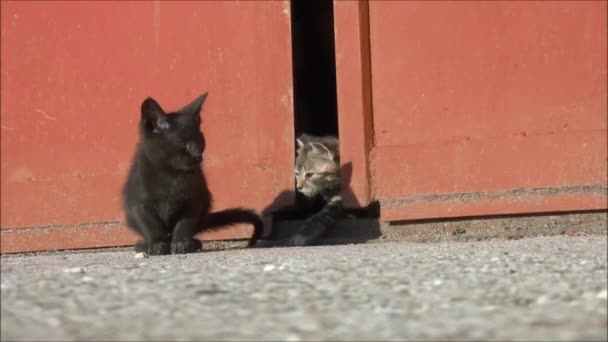 Kattungar leker på gården — Stockvideo