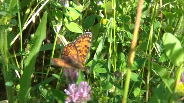 Πεταλούδα που κινεί τα φτερά στο λουλούδι — Αρχείο Βίντεο