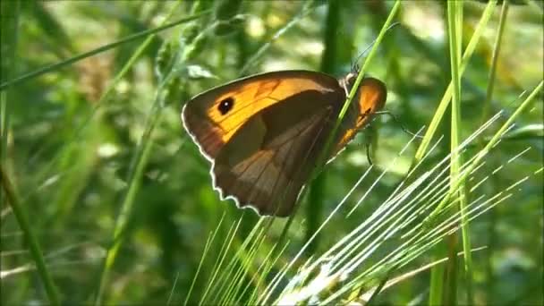 Цветная бабочка на траве — стоковое видео