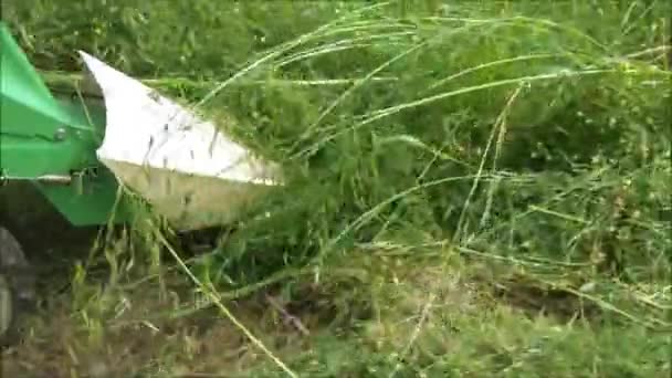 Coupe de l'herbe avec tondeuse à gazon — Video