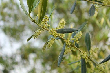 zeytin dalı çiçek