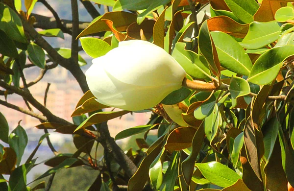 Flor de magnolia cerrada en la rama —  Fotos de Stock