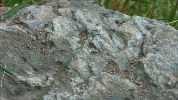 Муравьи на камне — стоковое видео