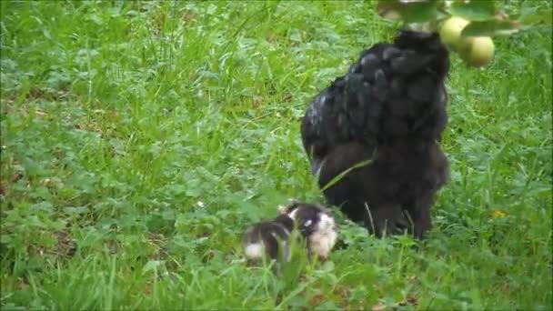 Hen with chicks in the grass — Stock Video