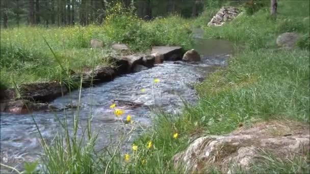 Ruisseau de montagne qui traverse la pelouse — Video