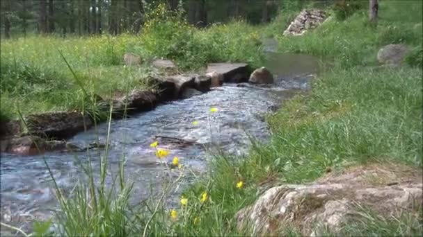 Arroyo de montaña corriendo a través del césped — Vídeos de Stock