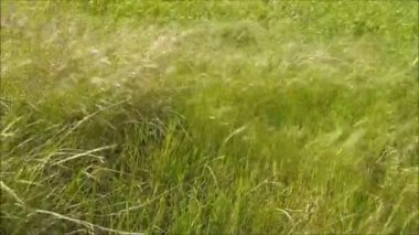 bir buğday alanında Rüzgar