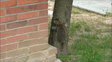 ağaca tırmanmaya çalışıyor yavru kedi