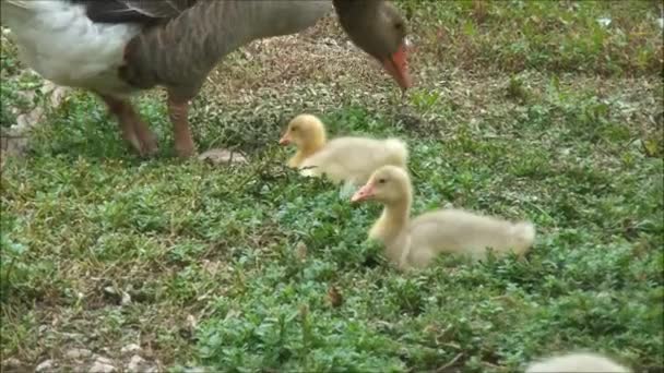 芝生の上で休んでいる雛ガチョウ — ストック動画