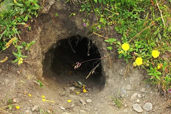 dağ dağ sıçanı ini