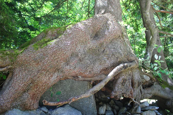 나무의 큰 뿌리 — 스톡 사진
