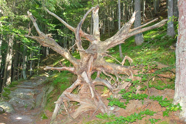 Wurzeln im Wald — Stockfoto