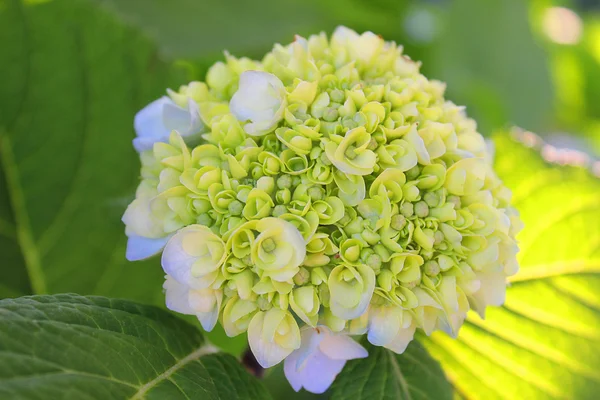 Small hydrangea in flowering — Stock Photo, Image