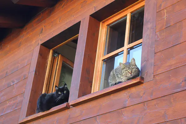 Twee katten op de ramen — Stockfoto