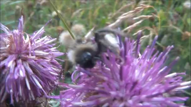 Bi som pollinerar en blomma av berget — Stockvideo