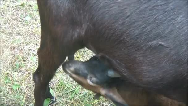 Маленька коза смокче молоко — стокове відео