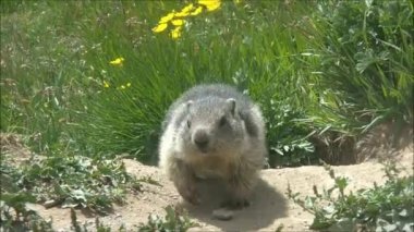 çalışma odasında bir sıçan gider