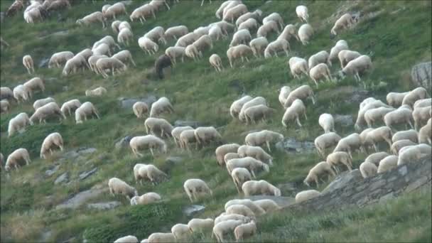 Flock of sheep in mountain — Stock Video