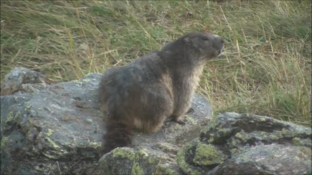 Marmot op de rotsen in de bergen — Stockvideo
