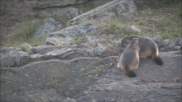 Marmotas en las rocas en la montaña . — Vídeos de Stock