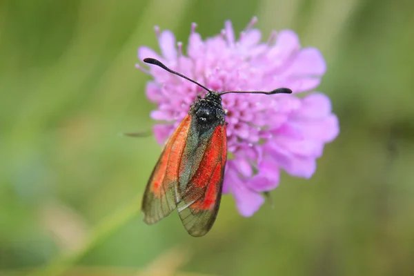Бабочка на цветке в горах — стоковое фото