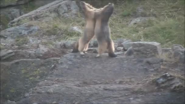 Marmotten spelen op de rotsen — Stockvideo