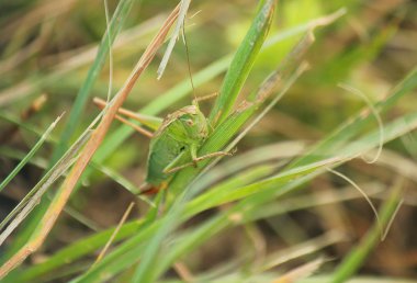 Çim bir bıçak üzerinde kriket
