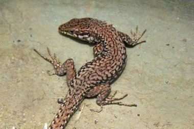 kertenkele gri arka plan üzerinde