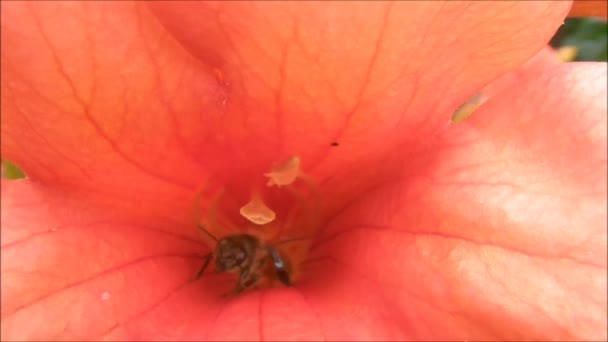 Bee coming out from the flower — Stock Video