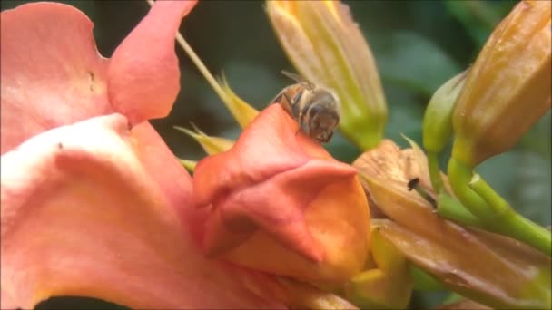 Abeja en la flor — Vídeos de Stock