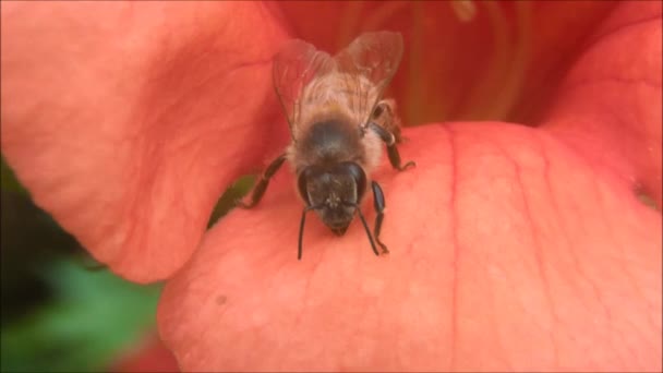 Пчела на лепестке цветка . — стоковое видео