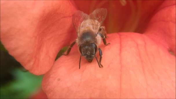 Abeja en el pétalo de la flor . — Vídeo de stock