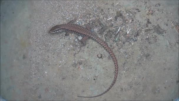 lézard qui se déplace dans la brèche 