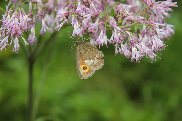 Papillon sur une fleur de montagne — Photo