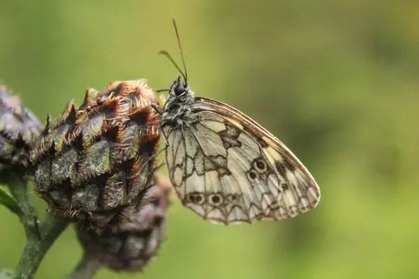 Vlinder op een bloem uitstappen — Stockfoto