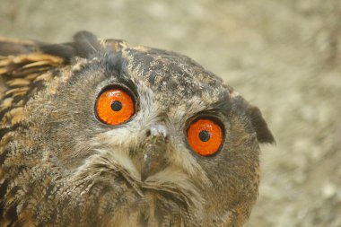 gerçek baykuş yakın çekim