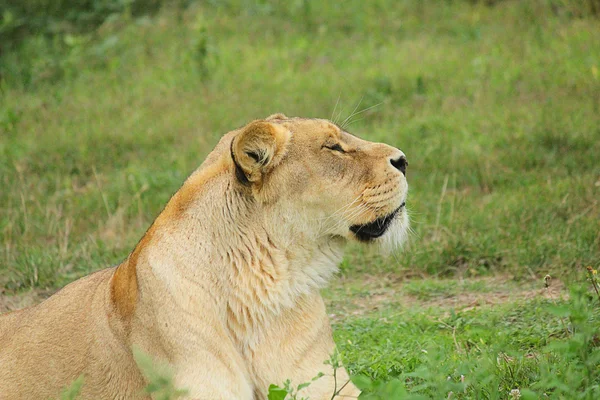 草の上に横たわるライオン — ストック写真