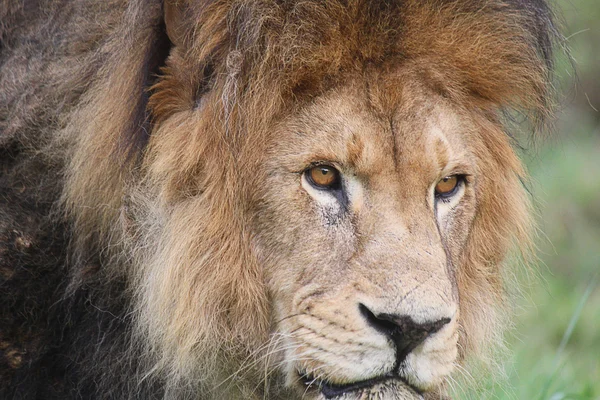ライオンのクローズ アップ — ストック写真