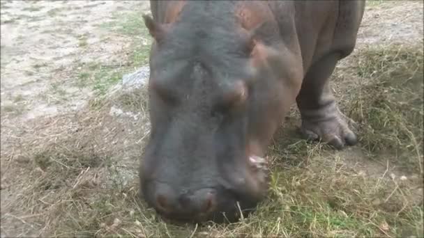 Gros plan sur Hippopotame — Video