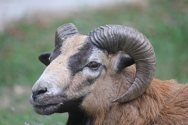 bir keçi kafası Close-Up