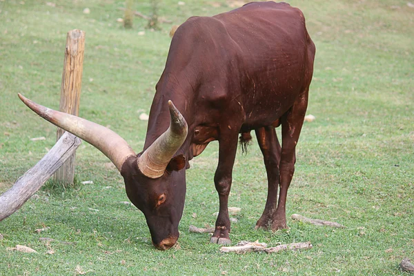 Ox eating grass — Stock Photo, Image
