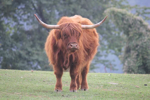 Highland in the meadow — Stock Photo, Image