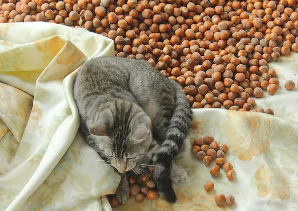 Cat on hazelnuts — Stock Photo, Image