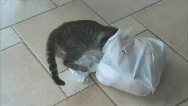 Gato jugando con una bolsa — Vídeos de Stock