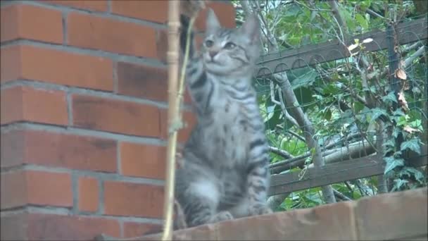 Kat spelen met een plant. — Stockvideo