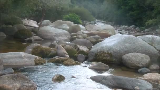 Floden rinner genom skogen bland klipporna — Stockvideo