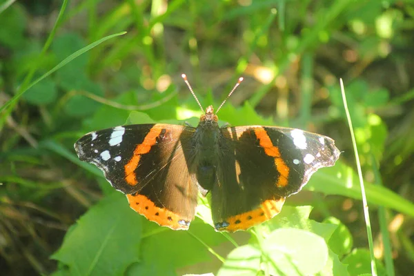 Papillon Dans Végétation — Photo