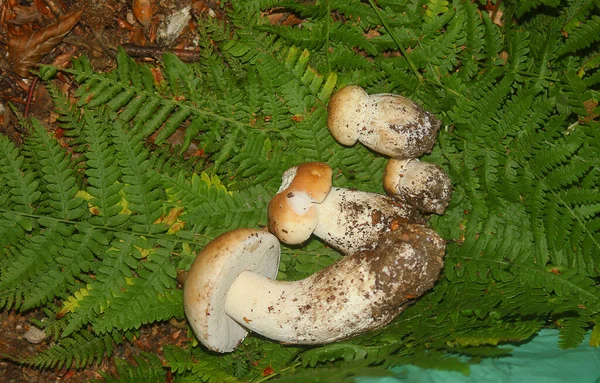 Quelques Champignons Sur Les Fougères — Photo