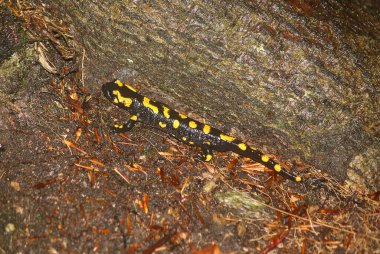 Ormanda bir semender 