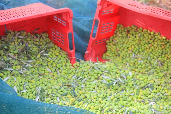 Sepetlerdeki zeytinler